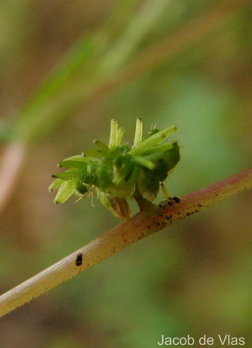 Laportea interrupta (L.) Chew